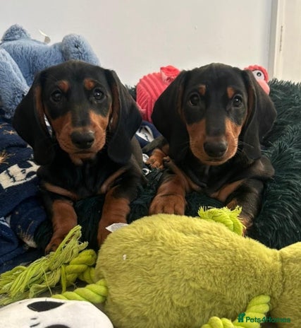Dachshund dogs Beautiful Dachshund Puppies - Advert 3