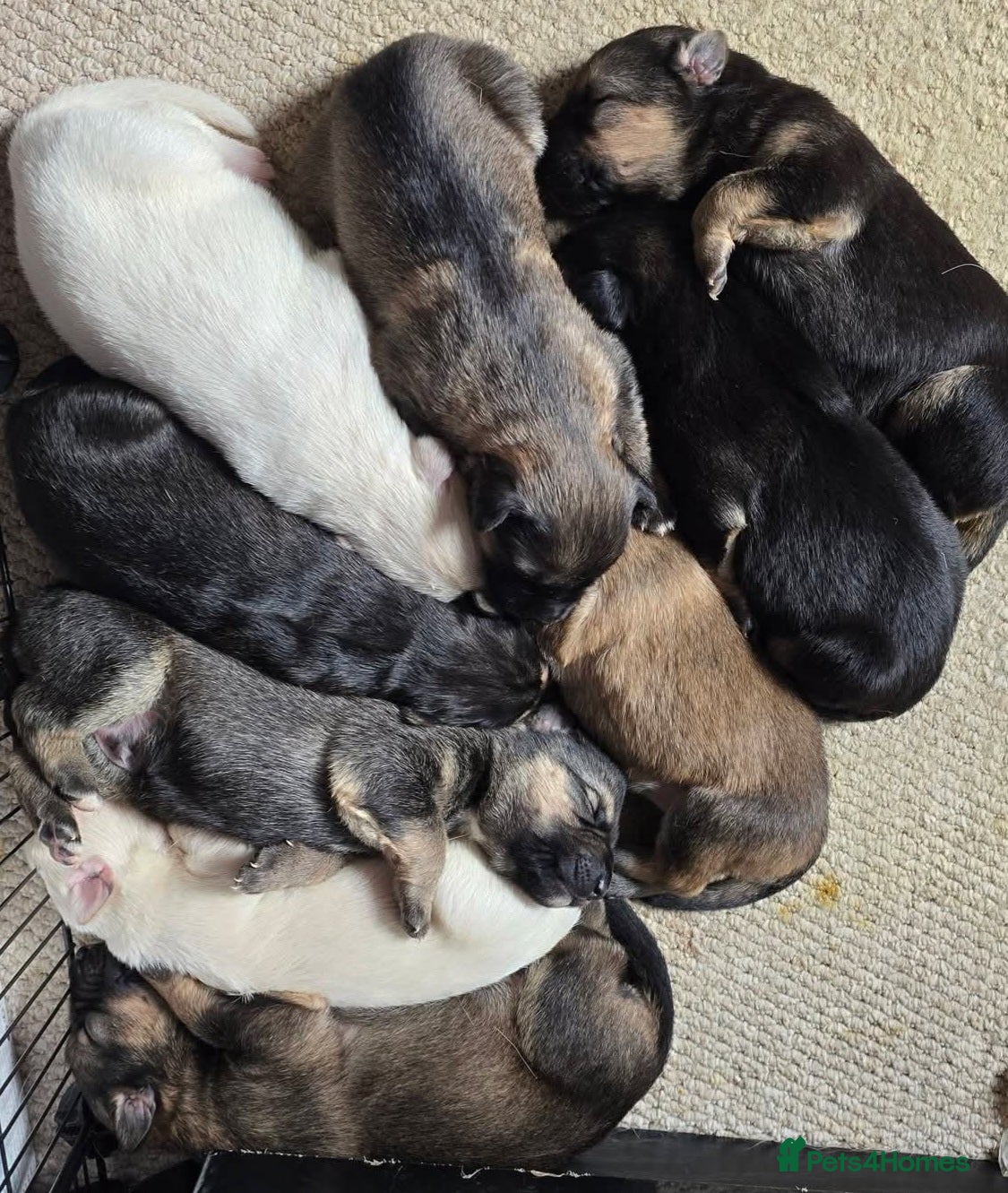 Mixed Breed dogs Shepkitas for sale - Advert 4