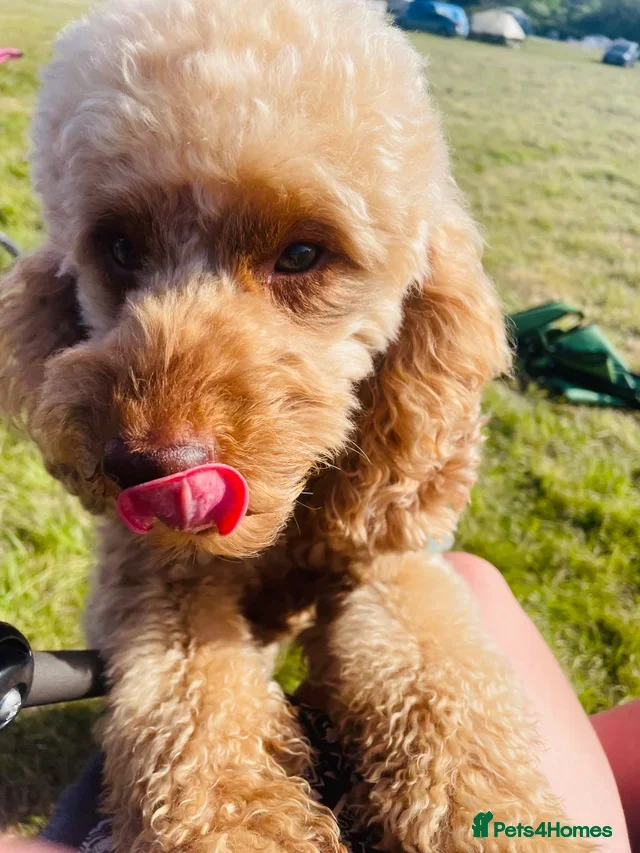 Miniature Poodle dogs 🐾 Miniature Poodle Stud – E. Sussex 🐾 - Advert 1