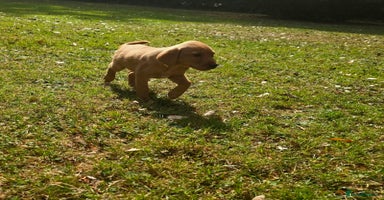 Labrador Retriever dogs - Advert 2