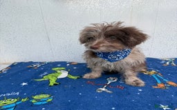 Pomapoo dogs for sale: Two gorgeous Pomapoo puppies available  - Image 1