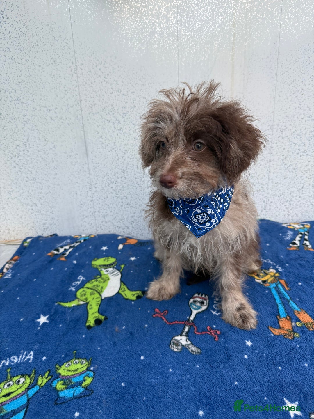 Pomapoo dogs for sale: Two gorgeous Pomapoo puppies available  - Image 1