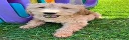 Goldendoodle dogs for sale: Stunning Goldendoodle Puppies - Advert 2