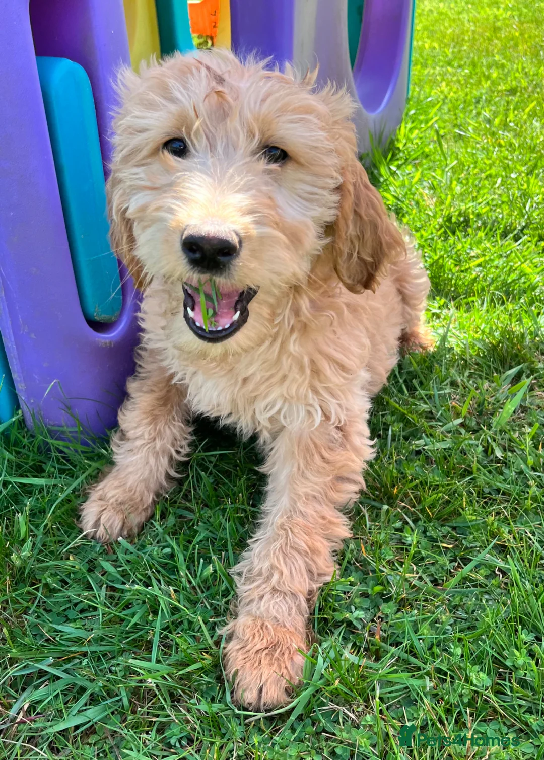 Goldendoodle dogs for sale: Stunning Goldendoodle Puppies - Advert 2