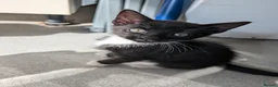 Mixed Breed cats for sale: 5 mixed breed kittens ready for new homes  - Advert 8