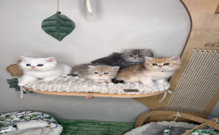 British Shorthair cats - Advert 5