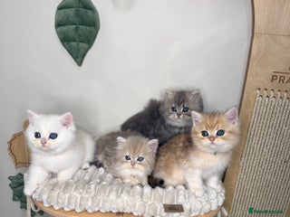 British Shorthair cats - Advert 35