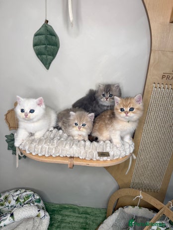 British Shorthair cats - Advert 1