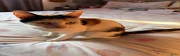 Mixed Breed cats for sale: Kittens for Sale 2x Black and 2x White 8 weeks  in Ingatestone - Advert 9