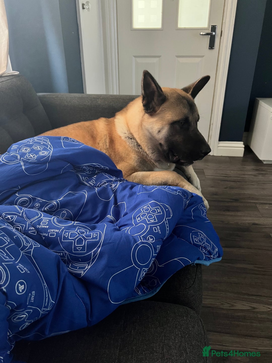 Mixed Breed dogs for sale: 3.5 year old Akita male - Advert 8