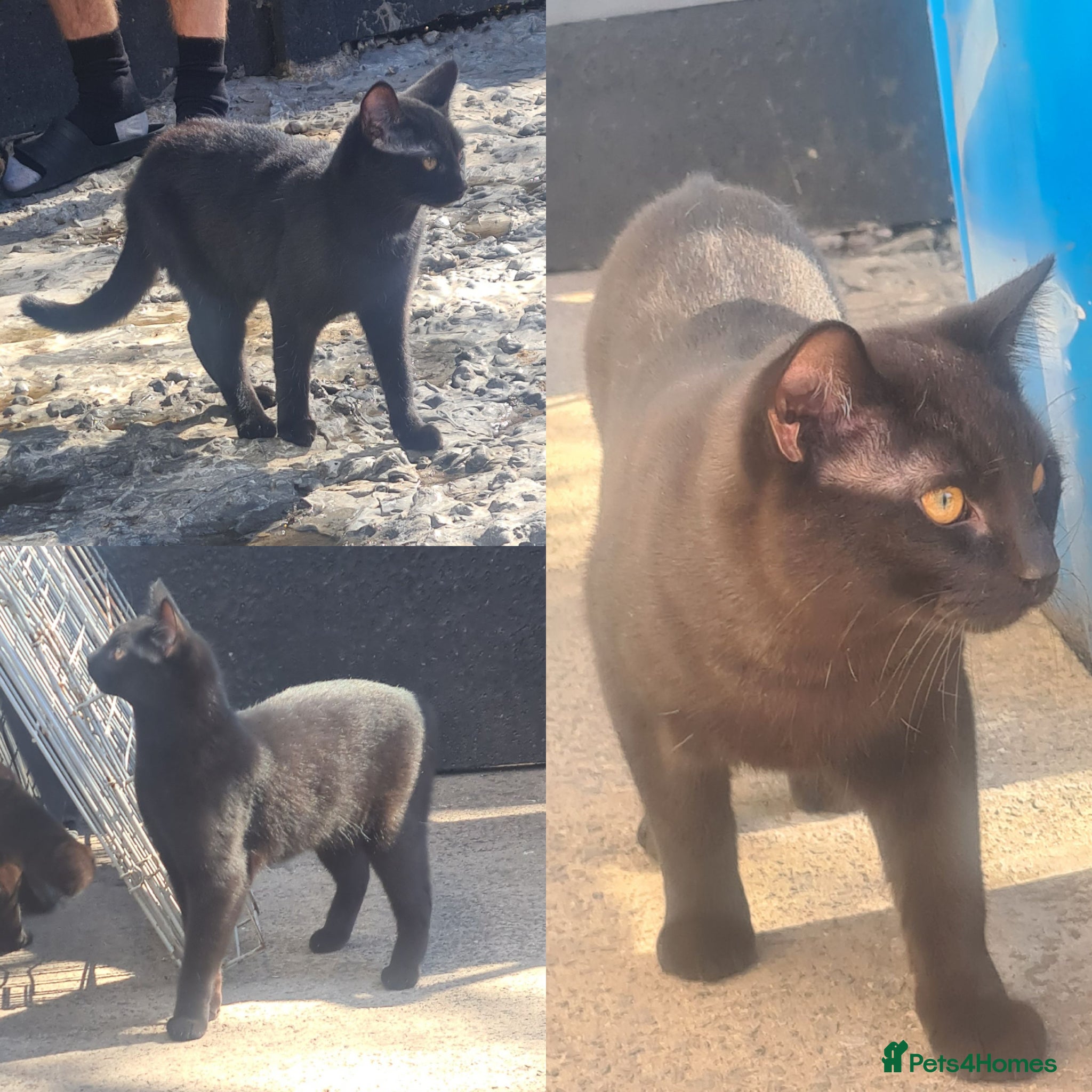 Mixed Breed cats 3 beautiful 8month old kittens - Advert 9