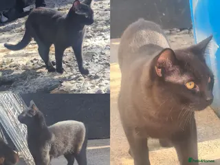 Mixed Breed cats 3 beautiful 8month old kittens - Advert 9