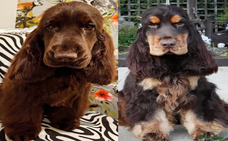Cocker Spaniel dogs - Advert 3