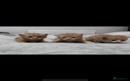 Mixed Breed cats for sale: Gorgeous ginger kittens - not ready until Jan  - Advert 1