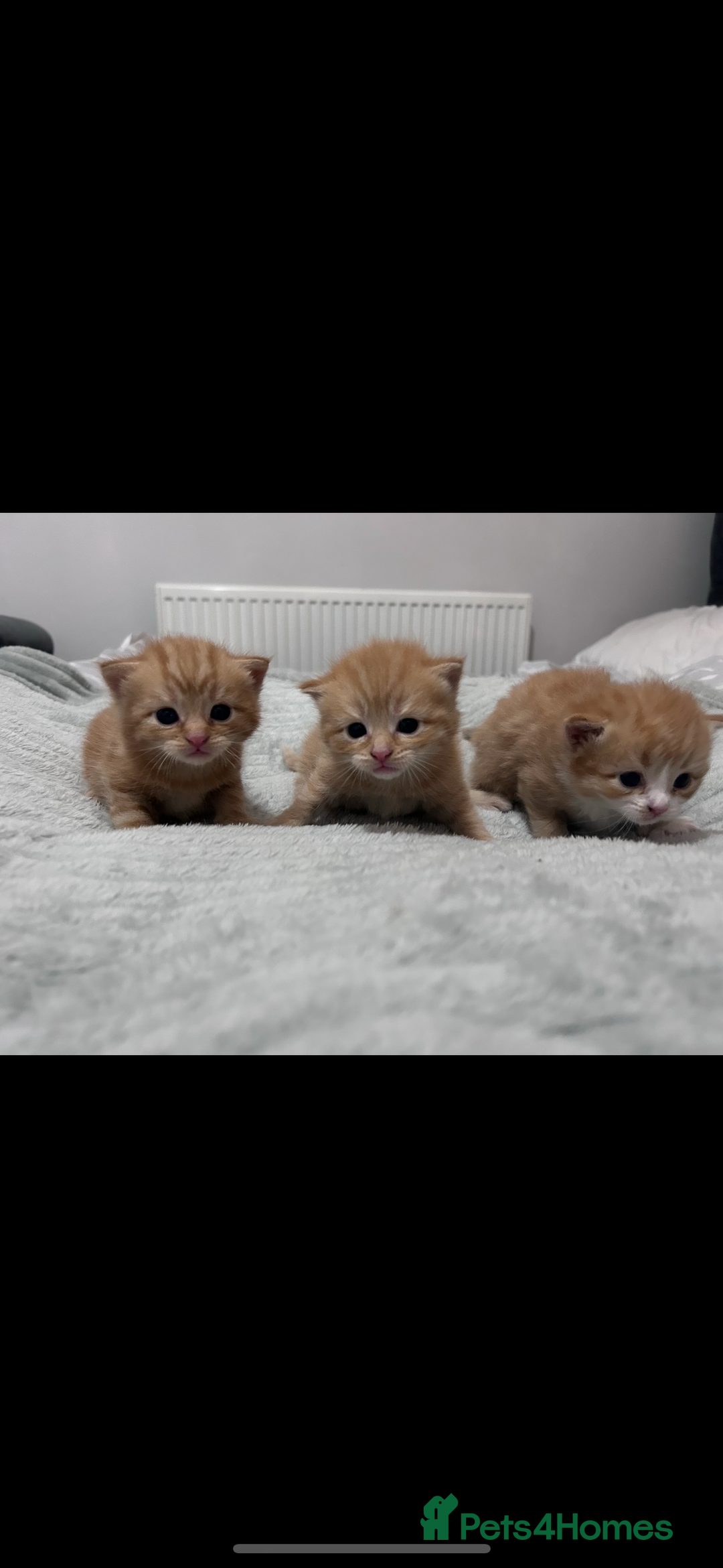 Mixed Breed cats for sale: Gorgeous ginger kittens - not ready until Jan  - Advert 1