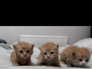 Mixed Breed cats Gorgeous ginger kittens - not ready until Jan - Advert 2