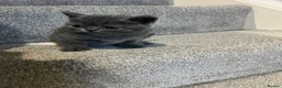 Scottish Fold cats for sale: •	Charming Scottish Fold Kittens Available  - Advert 11