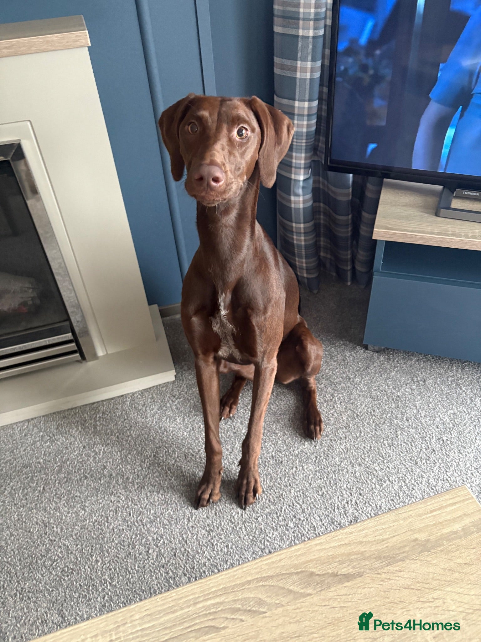 Mixed Breed dogs Luna lurcher/shorthair German pointer - Advert 2