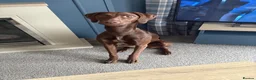 Mixed Breed dogs for sale: Luna lurcher/shorthair German pointer in Alloa - Advert 1