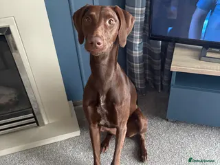 Mixed Breed dogs Luna lurcher/shorthair German pointer - Advert 3