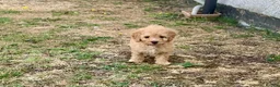 Cockapoo dogs for sale: Stunning F1B toy cockapoo puppies  - Advert 22