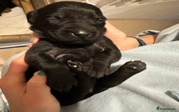 Labrador Retriever dogs for sale: Beautiful Labrador Retriever puppies - Image 6
