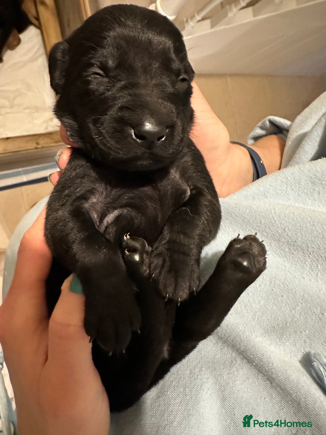 Labrador Retriever dogs for sale: Beautiful Labrador Retriever puppies - Image 6