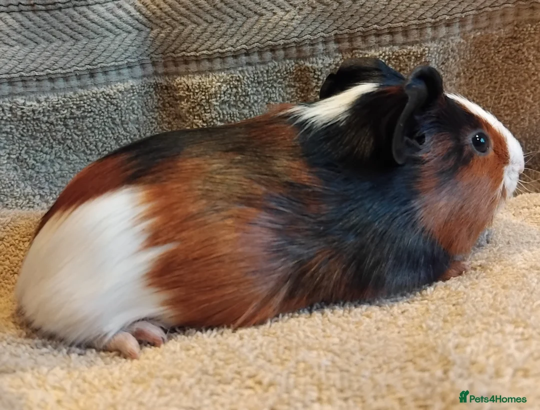 Guinea Pig rodents for sale: Tort and Whites, Self Chocolate Boar and Sow  - Advert 4