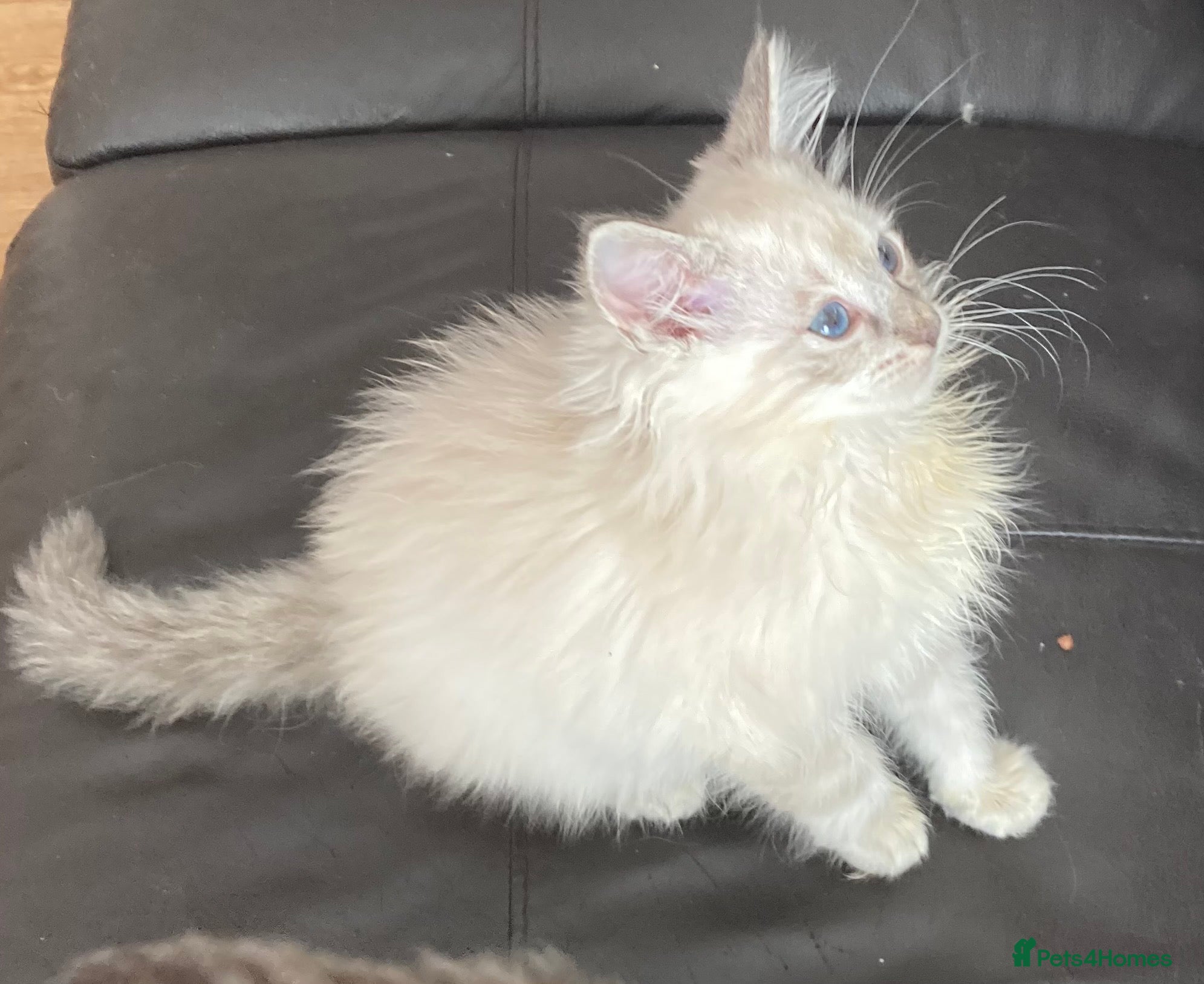 Ragdoll cats Beautiful Ragdoll x Siamese kittens - Advert 1