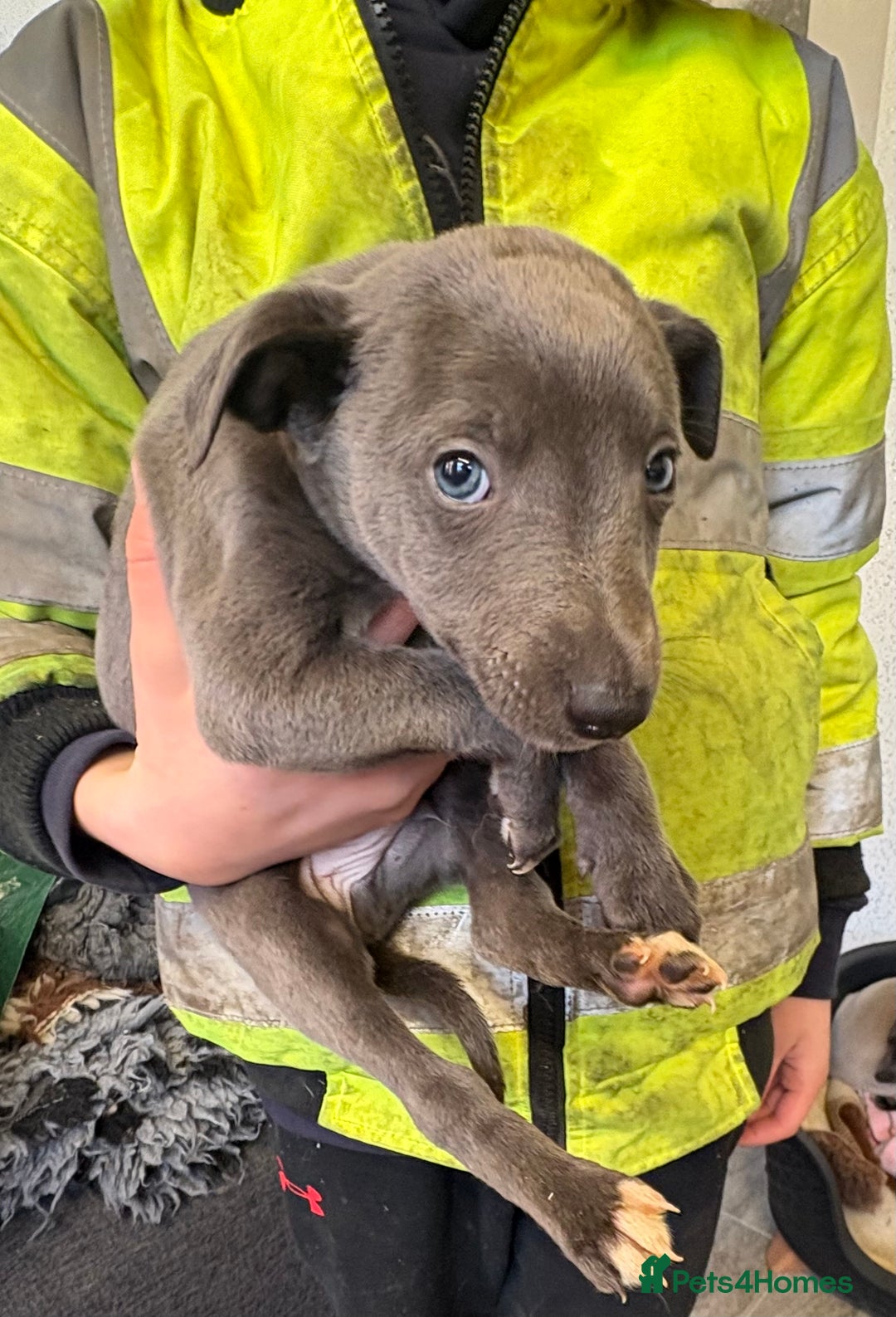 Whippet dogs for sale: 5 beautiful kc registered whippit puppies  - Advert 5