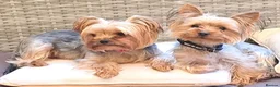 Yorkshire Terrier dogs for sale: 4 Stunning Miniature Yorkshire Terrier Puppiess - Advert 2