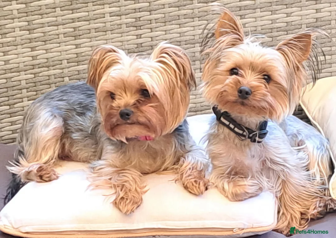 Yorkshire Terrier dogs for sale: 4 Stunning Miniature Yorkshire Terrier Puppiess - Advert 2
