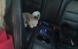 Shih Tzu dogs for sale: Stunning white and apricot boy non kc  - Image 2