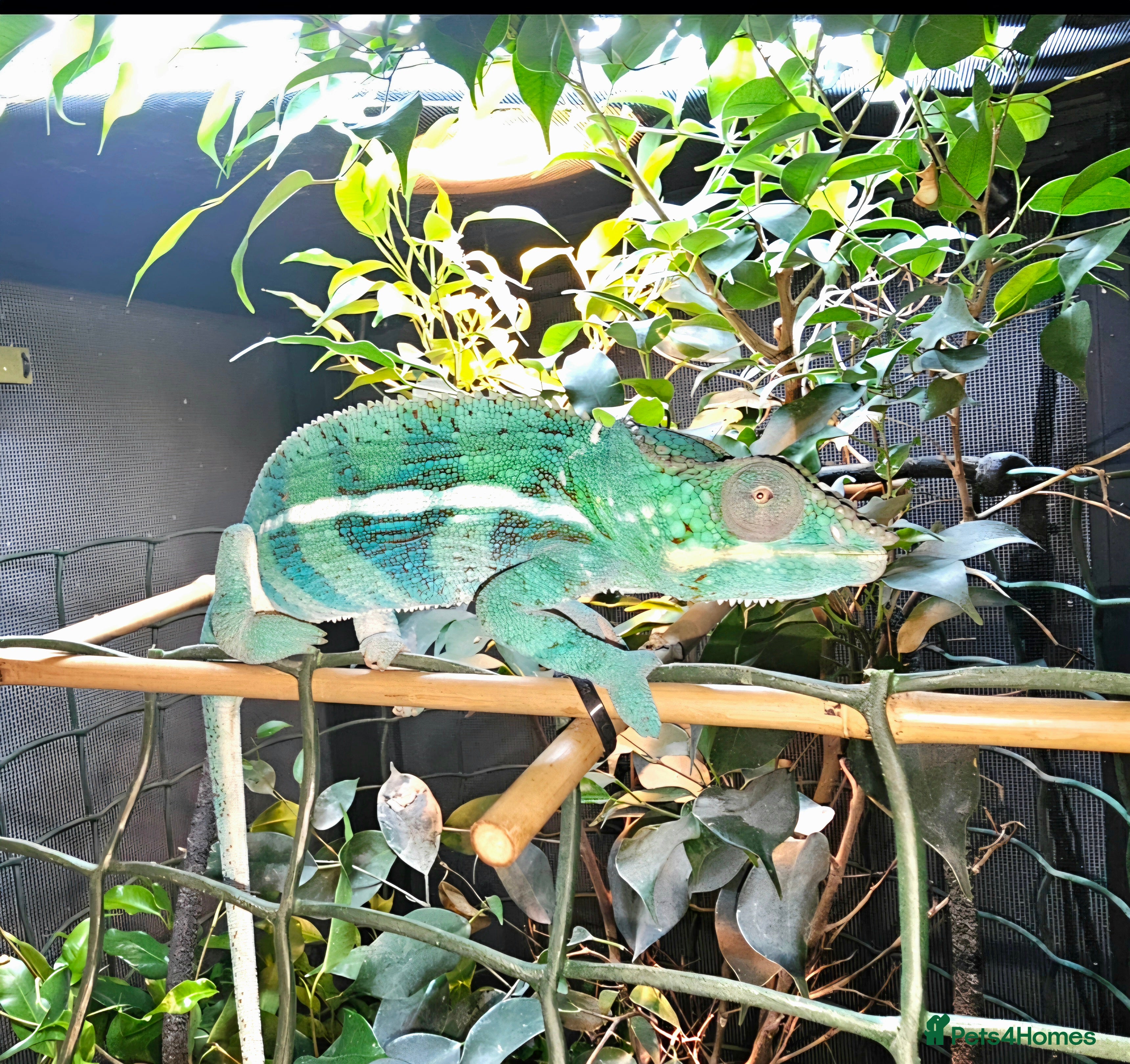 Chameleon reptiles Male Blue Ambanja Panther Chameleon + Full setup  - Advert 1