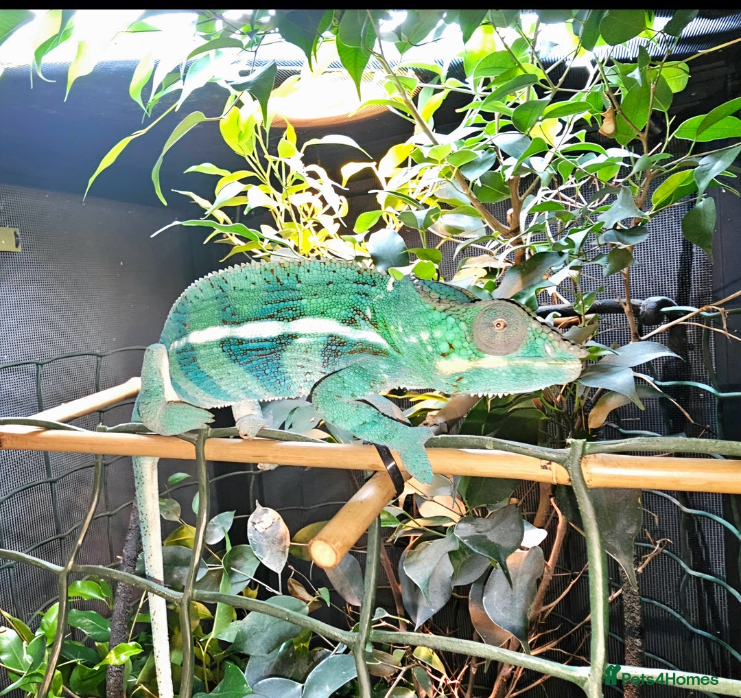 Chameleon reptiles for sale: Male Blue Ambanja Panther Chameleon + Full setup  - Advert 1