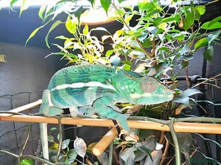 Chameleon reptiles Male Blue Ambanja Panther Chameleon + Full setup - Advert 1