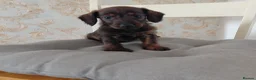 Doxiepoo dogs for sale: Daxiepoo puppies  - Advert 7