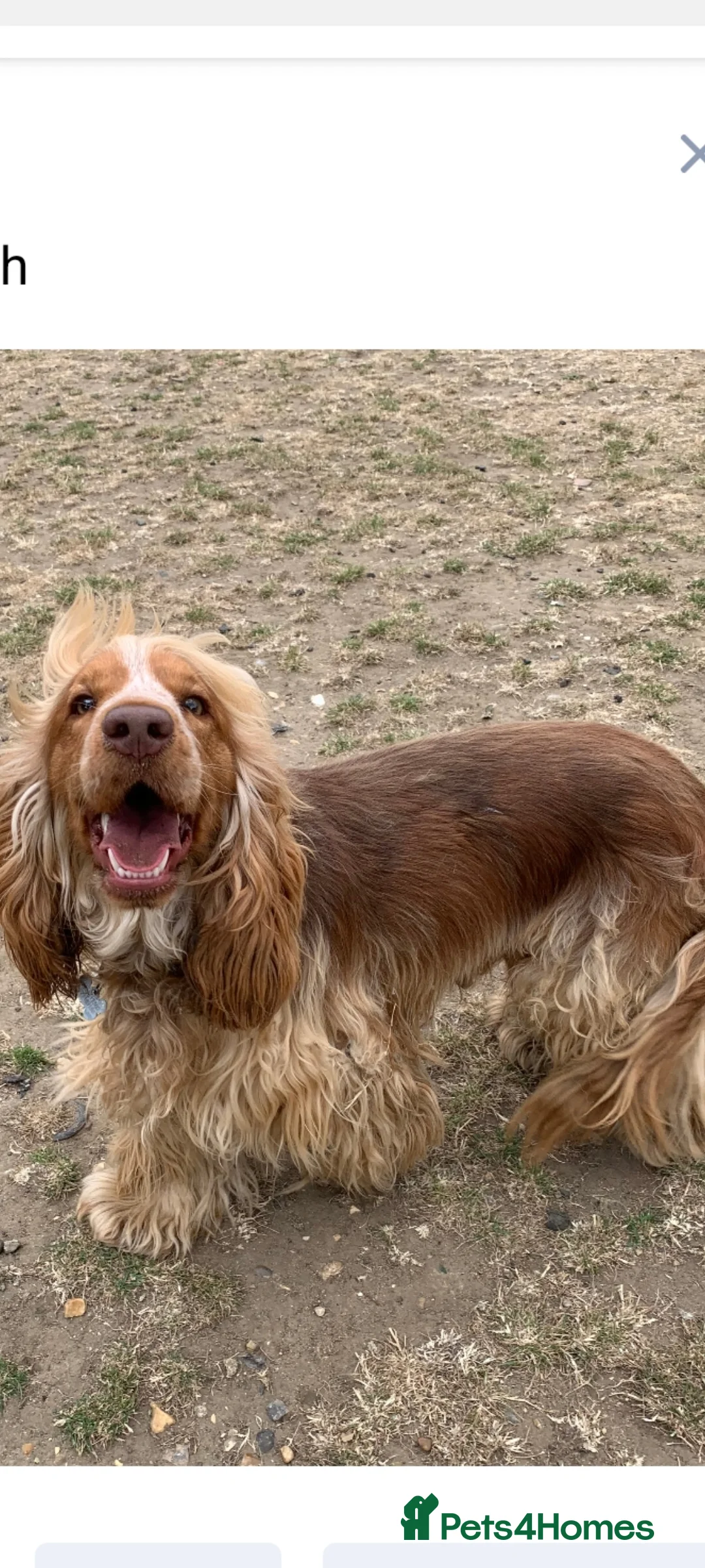 Cocker Spaniel dogs for stud: Show cocker health tested stud CHOCOLATE SABLE in Brentwood - Advert 12