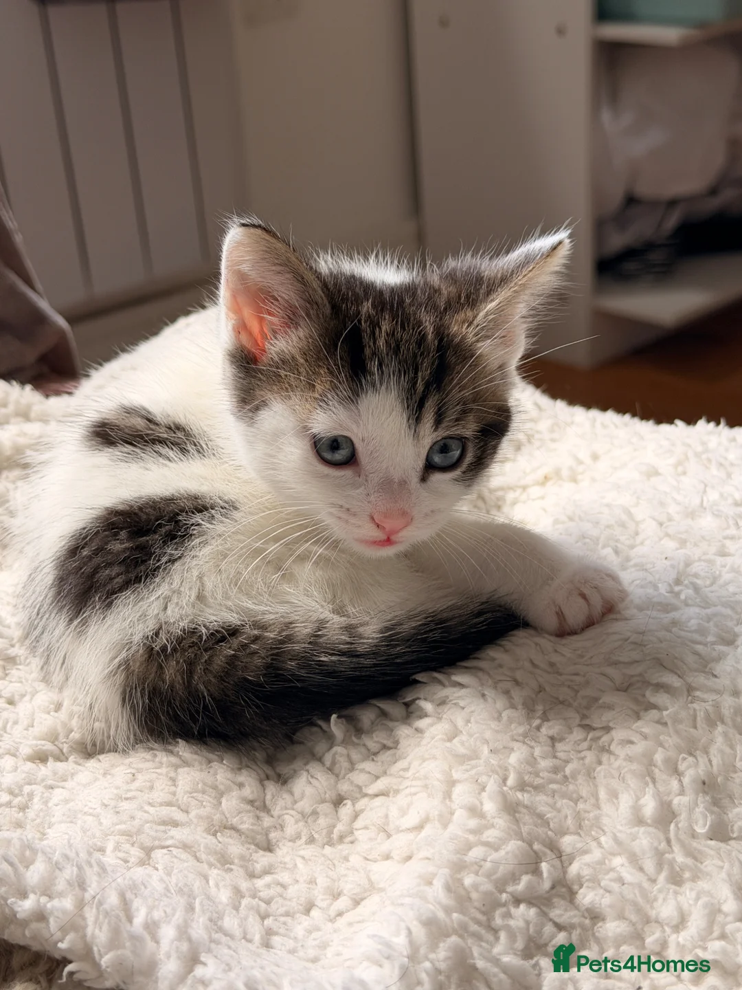 Mixed Breed cats for sale: One boy kitten for sale  - Advert 2