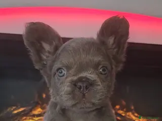 French Bulldog dogs ReadyPanda husky fluffy kc French bulldogs puppies - Advert 7