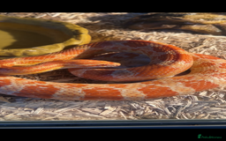 Corn Snake reptiles for sale: Male corn snake approximately 1 years old  - Image 2