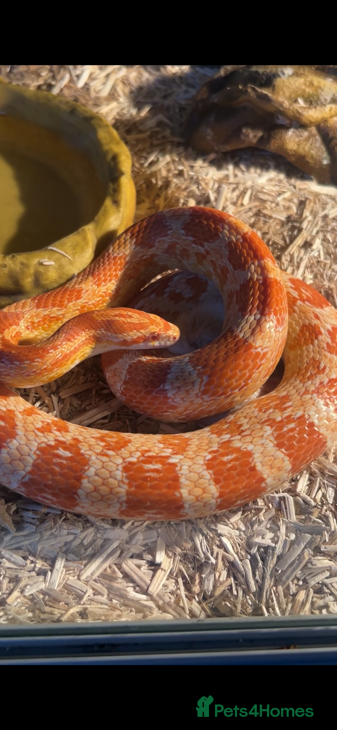 Corn Snake reptiles for sale: Male corn snake approximately 1 years old  - Image 2