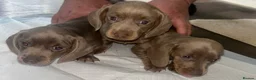 Miniature Dachshund dogs for sale: Miniature Dachshund Puppies - Advert 2