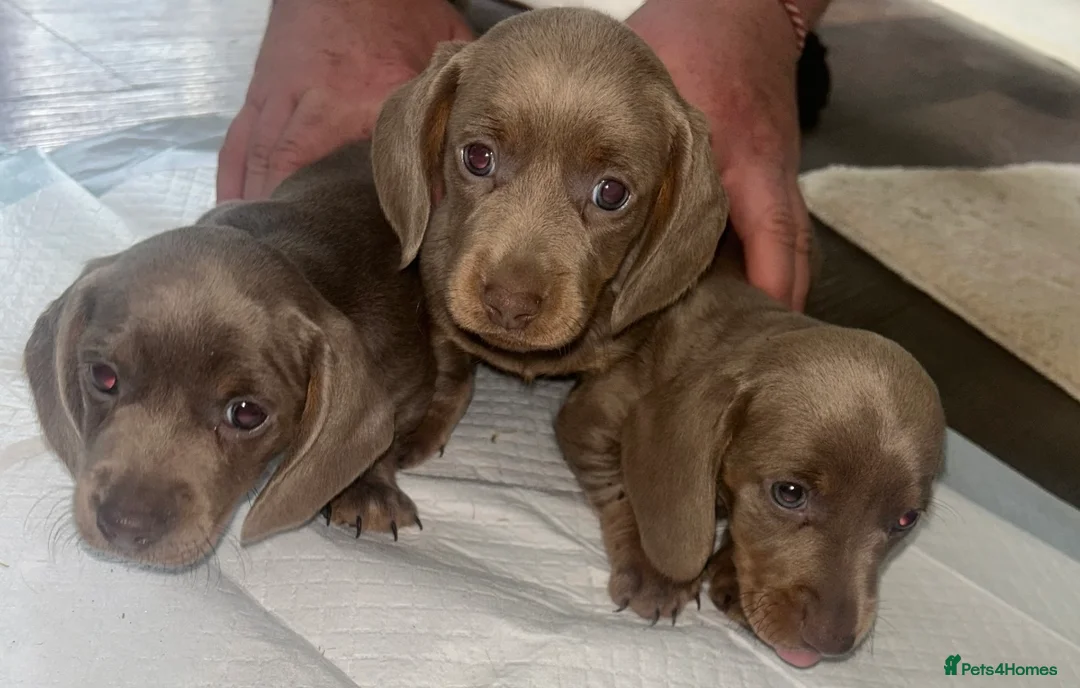 Miniature Dachshund dogs for sale: Miniature Dachshund Puppies - Advert 2