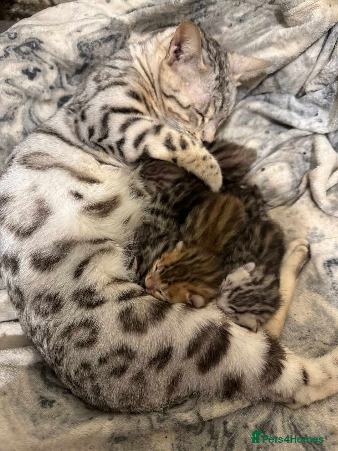 Bengal cats for sale: Pure SBT Charcoal Silver Bengal Kittens  - Image 4