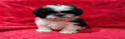 Shih Tzu dogs for sale: Shih tzu  in Downpatrick - Advert 6