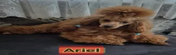 Maltipoo dogs for sale: 4 small and adorable puppies 🧸 - Advert 9