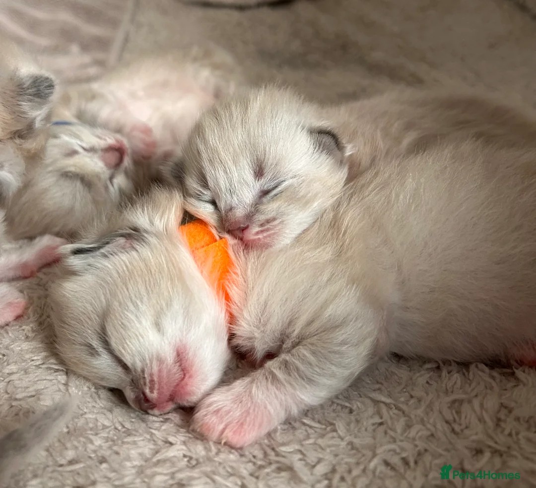 Ragdoll cats for sale: Ragdoll kittens for sale  - Advert 16