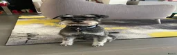 Miniature Schnauzer dogs for stud: Miniature Schnauzer looking for girlfriend - Advert 6