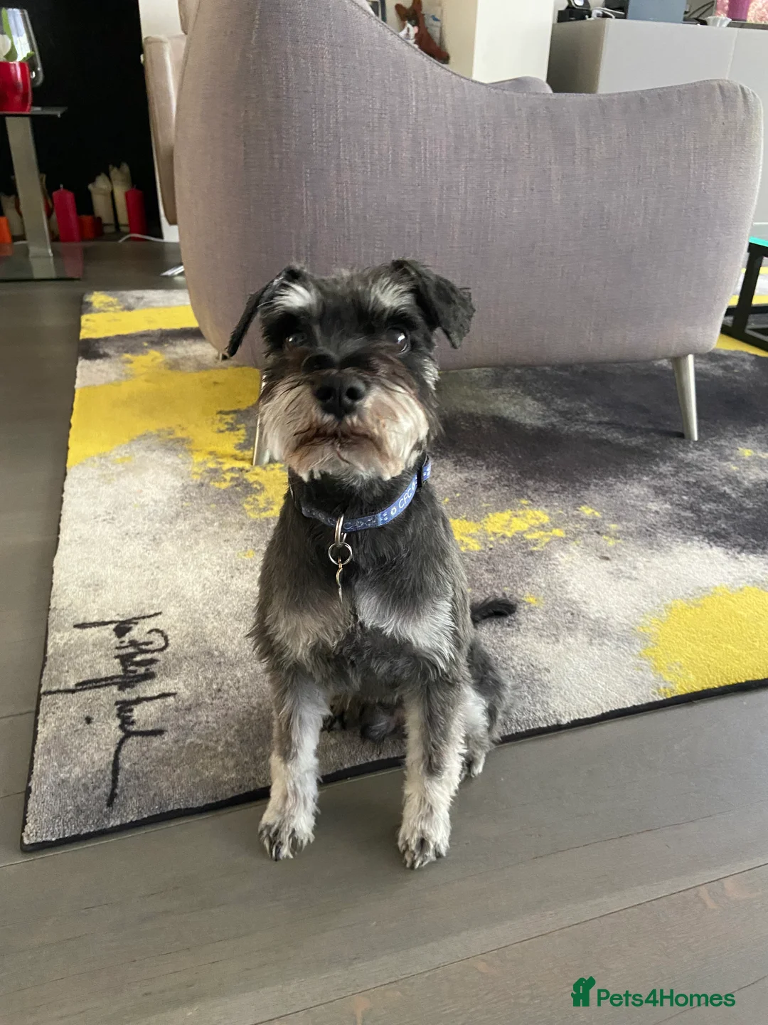Miniature Schnauzer dogs for stud: Miniature Schnauzer looking for girlfriend - Advert 6